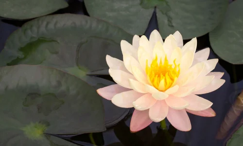 wsi imageoptim 0 Lotus Çiçeği Anlami ve Özellikleri Nedir